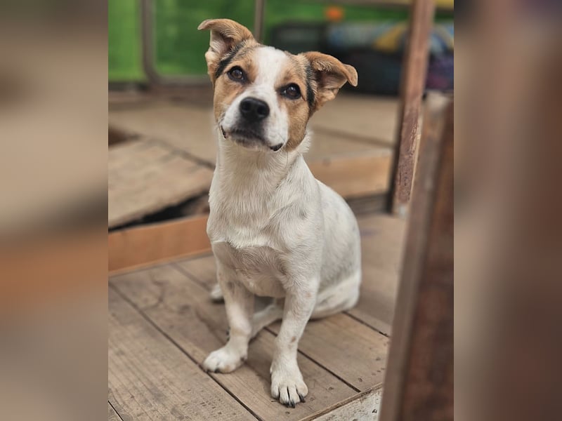 Didier - freundlicher, aktiver, verspielter kleiner Jack Russel-Mix Rüde / z.Zt. noch in Rumänien
