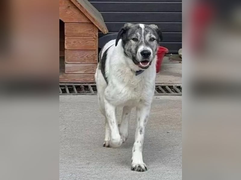 Shorty - anfangs schüchterner, lieber und verschmuster Rüde / zur Zeit noch in Rumänien
