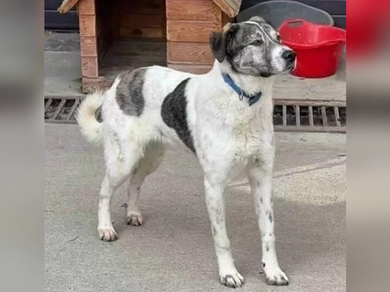 Shorty - anfangs schüchterner, lieber und verschmuster Rüde / zur Zeit noch in Rumänien