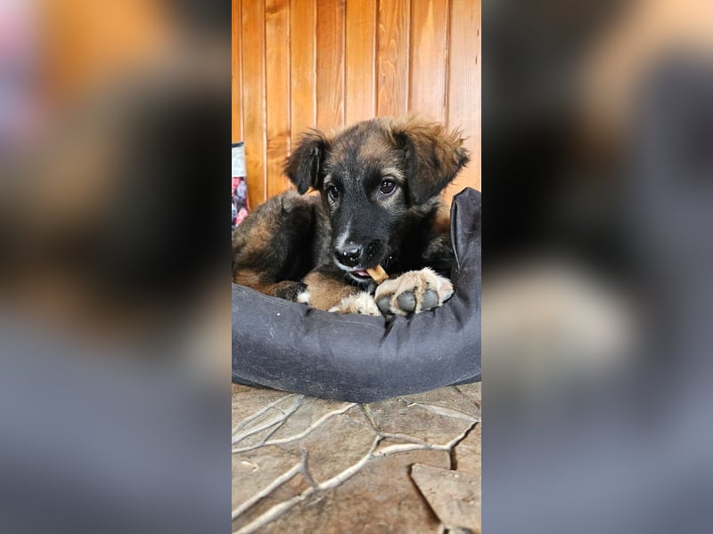 Martin(2) - welpentypisch verspielter, neugieriger Rüde, der Katzen kennt / z.Zt. noch in Rumänien