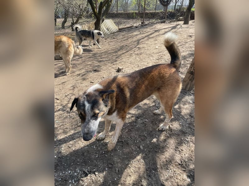 Anton - anfangs schüchterner, verspielter freundlicher Herdenschutzhund-Mix/ z.Zt. noch in Rumänien
