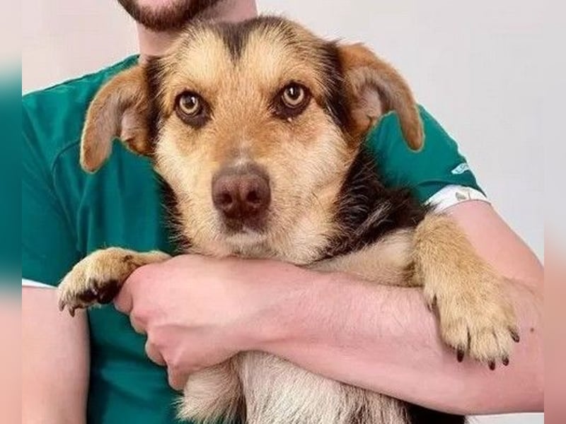 Robin - freundlicher, ruhiger, katzenverträglicher Dackel-Terrier-Mix Rüde / z.Zt. noch in Rumänien