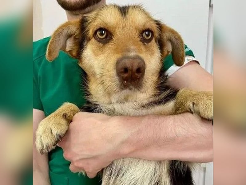 Robin - freundlicher, ruhiger, katzenverträglicher Dackel-Terrier-Mix Rüde / z.Zt. noch in Rumänien