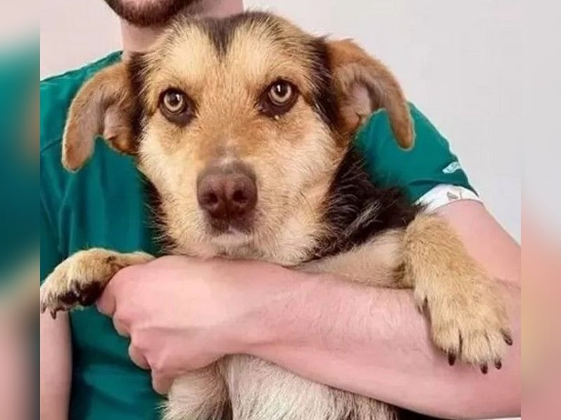 Robin - freundlicher, ruhiger, katzenverträglicher kleiner Rüde / z.Zt. noch in Rumänien