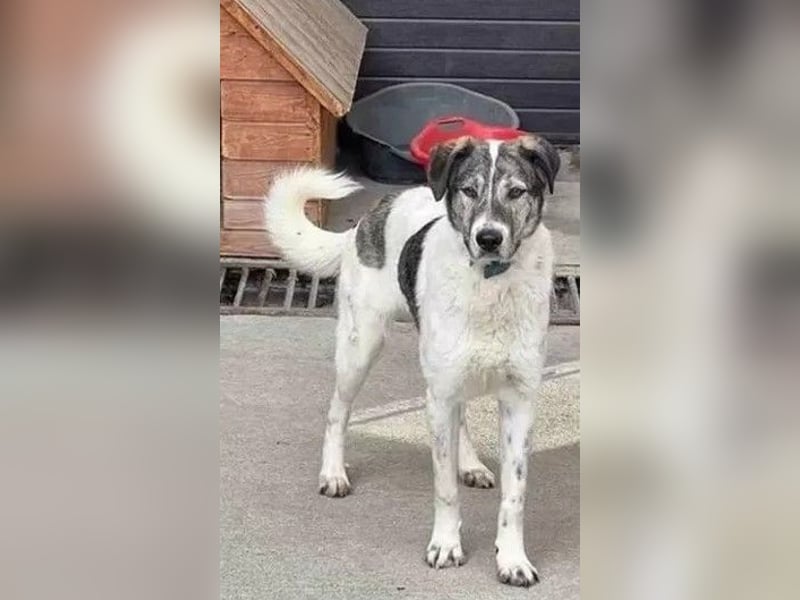 Shorty - anfangs schüchterner, lieber und verschmuster Rüde / zur Zeit noch in Rumänien