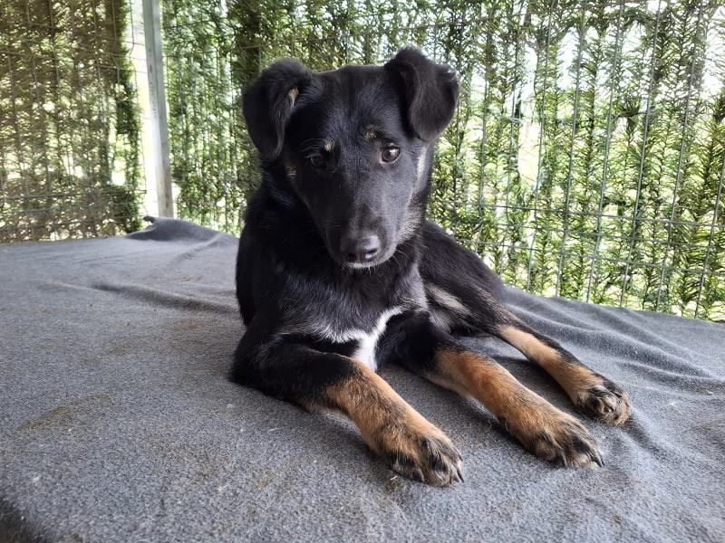 Cody - lebhafter, freundlicher, aktiver, verspielter junger Rüde / z.Zt. noch in Rumänien