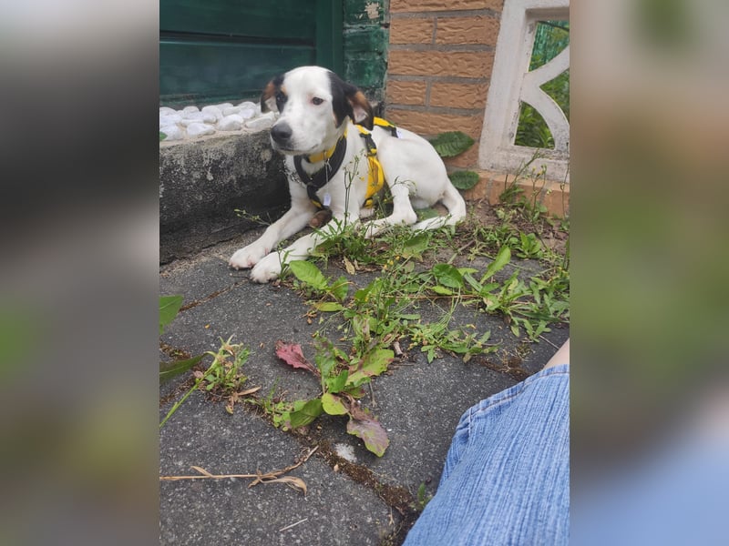 Snoopy: Die glorreichen vier Zwerge