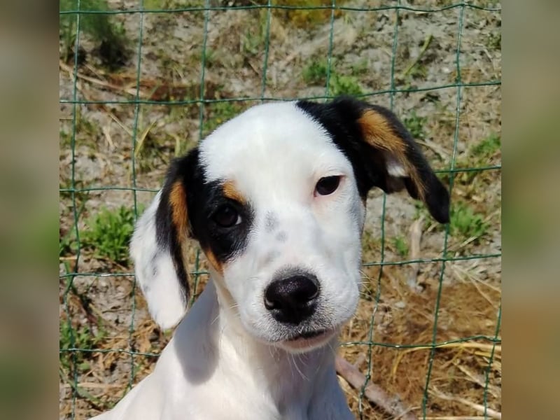 Snoopy: Die glorreichen vier Zwerge