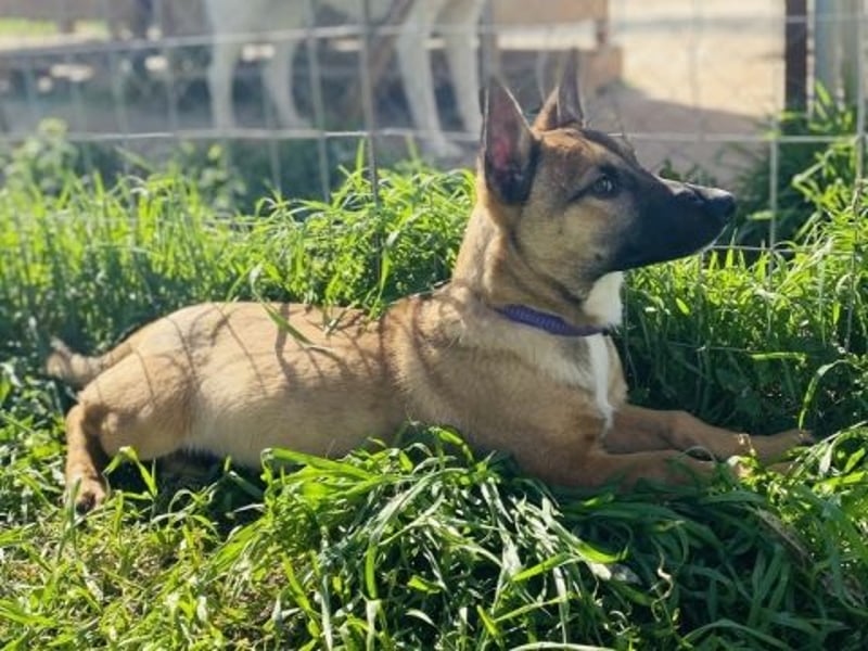 Little Jo sucht seine Ponderosa