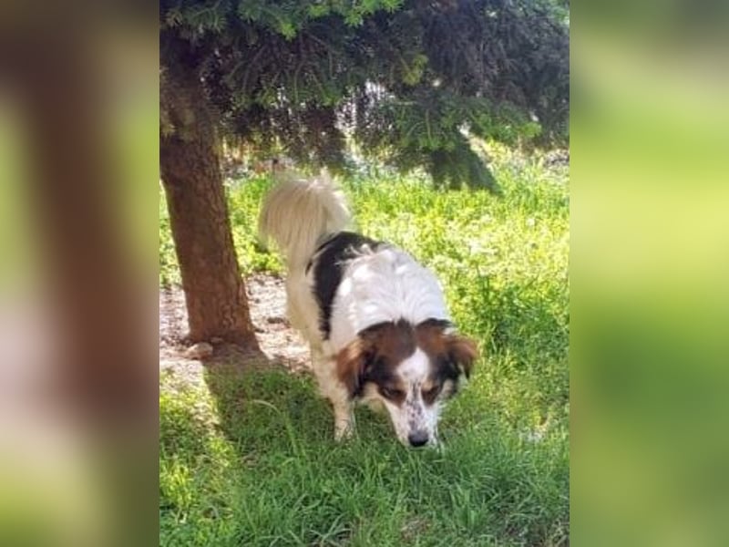 AGA - treue Hundeseele sucht für immer zu Hause