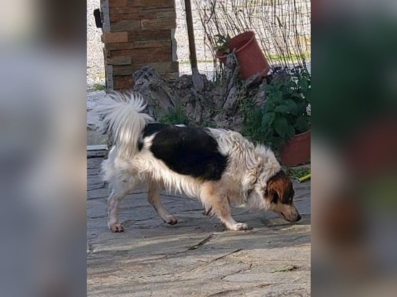 AGA - treue Hundeseele sucht für immer zu Hause