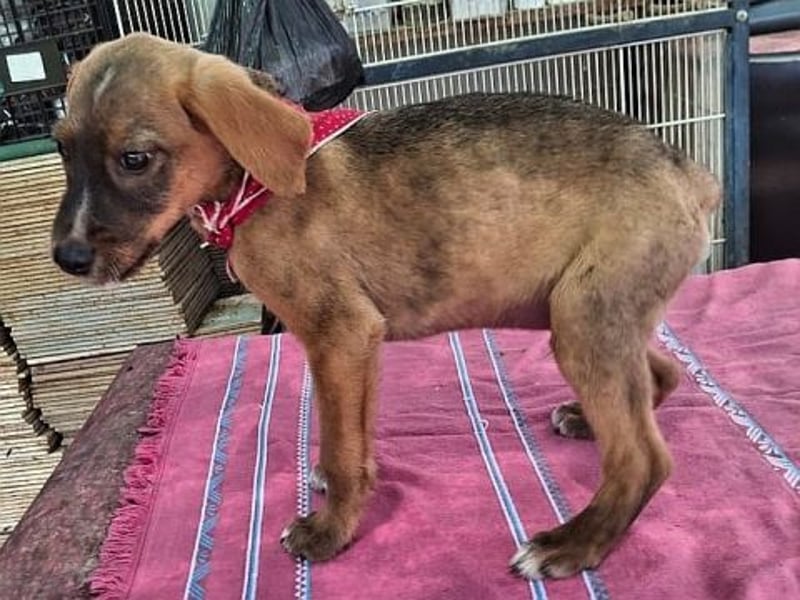 Daffy - kleiner Überlebenskünstler sucht sein Für-immer-Zuhause
