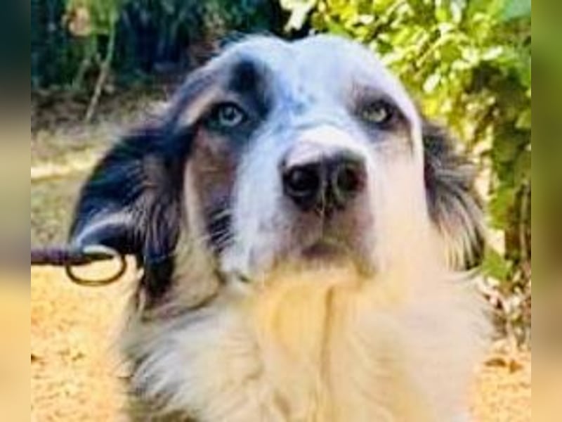 Brummel - menschenbezogener Junghund auf der Suche nach seinem Glück