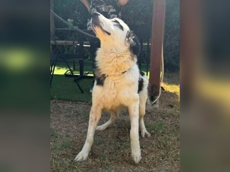 Brummel - Sonnenschein auf vier Pfoten sucht sein Glück
