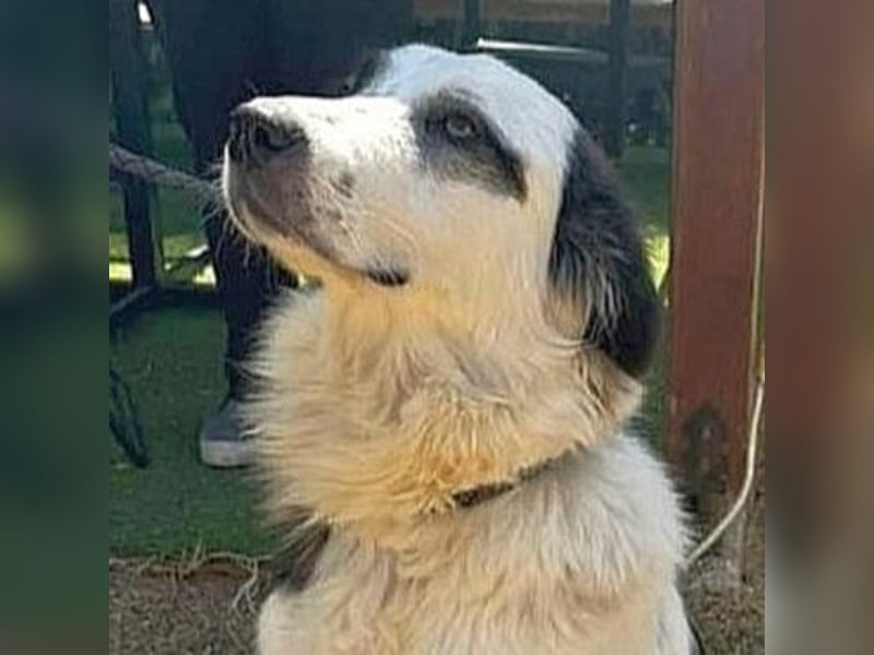 Brummel - menschenbezogener Junghund auf der Suche nach seinem Glück