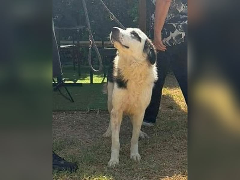Brummel - Sonnenschein auf vier Pfoten sucht sein Glück