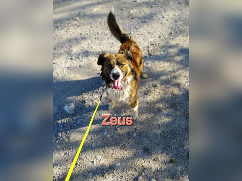ZEUS