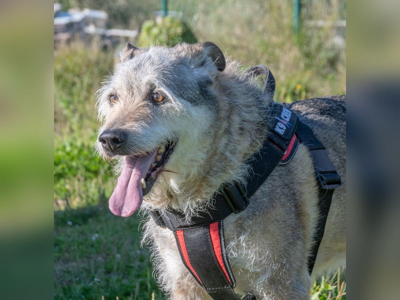Lucky – mit Handicap