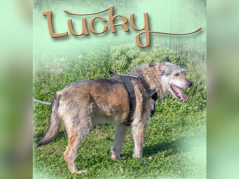 Lucky – mit Handicap