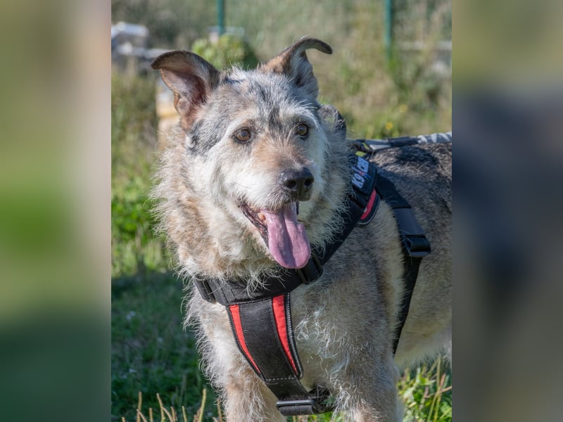 Lucky – mit Handicap