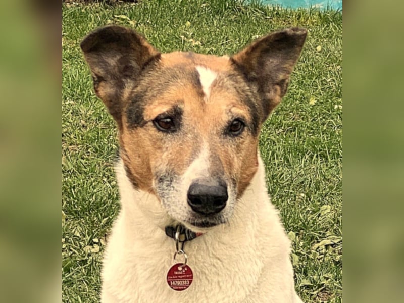 sensibler Senior Bartolo (Tierschutz)
