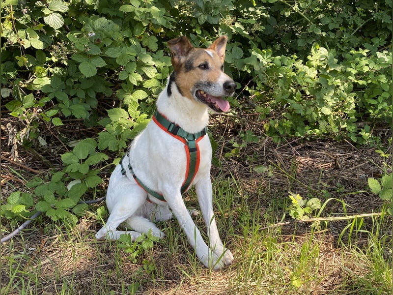 sensibler Senior Bartolo (Tierschutz)