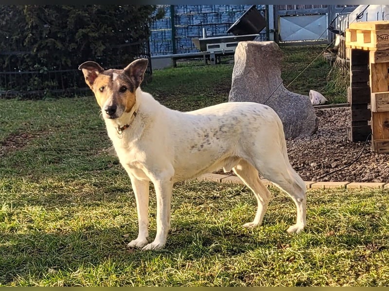 sensibler Senior Bartolo (Tierschutz)