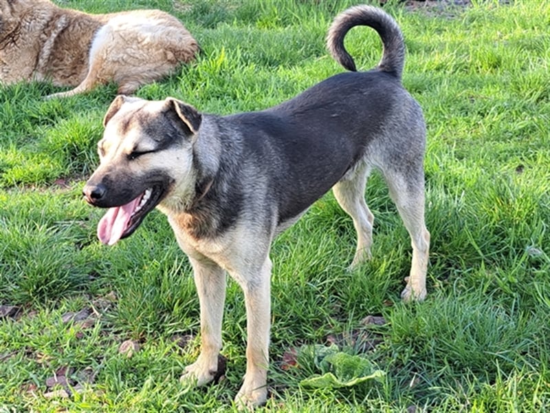 Ralf ( * 04.2022 ) sucht seine Menschen