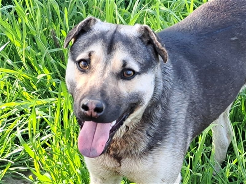 Ralf ( * 04.2022 ) sucht seine Menschen