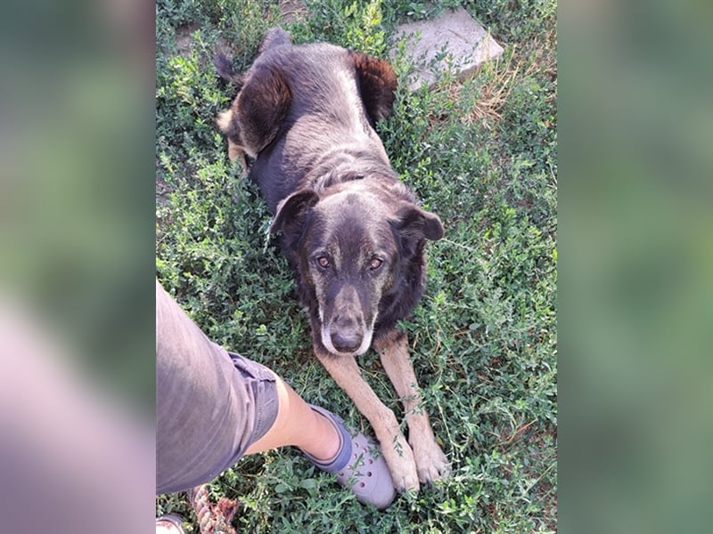 Senior Balu ( * 01.2012 ) sucht nochmal sein Glück