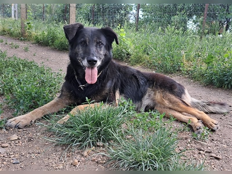 Senior Balu ( * 01.2012 ) sucht nochmal sein Glück