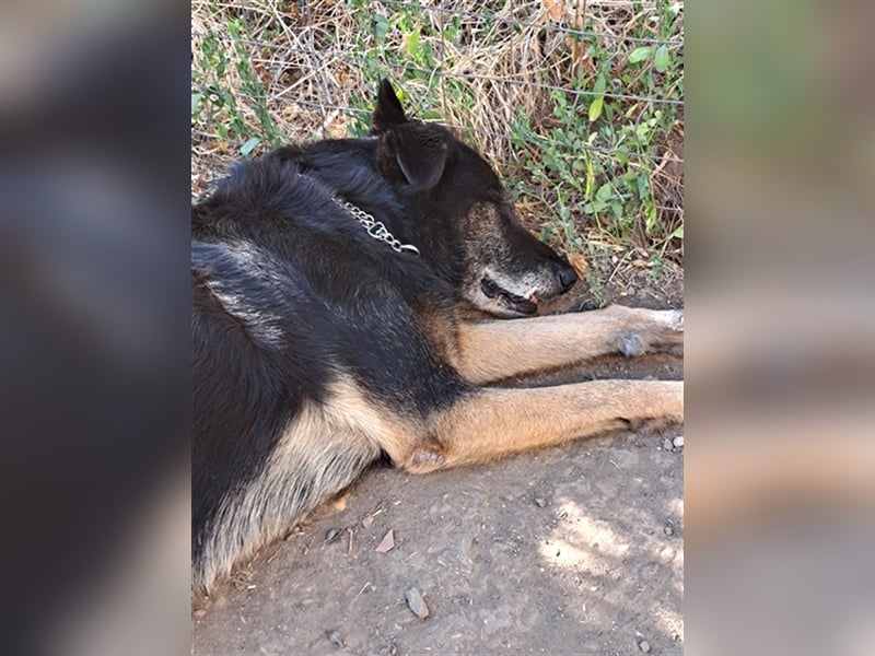 Senior Balu ( * 01.2012 ) sucht nochmal sein Glück