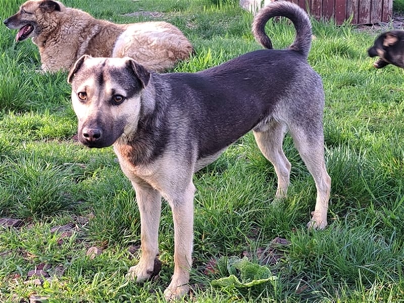 Ralf ( * 04.2022 ) sucht seine Menschen