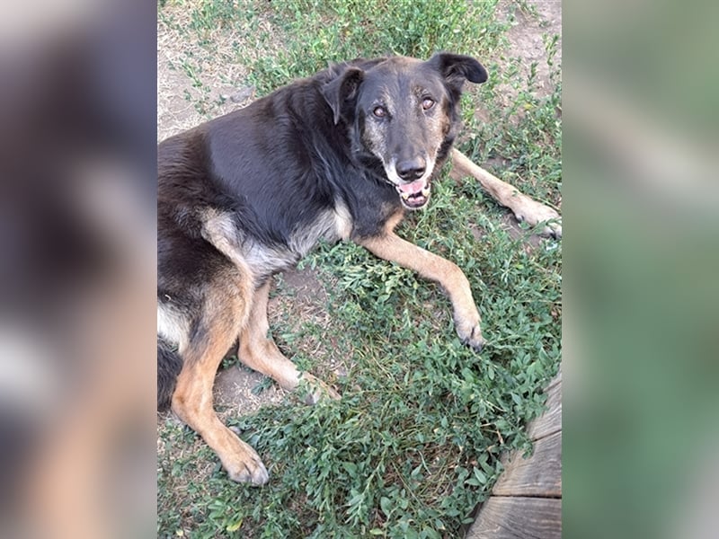 Senior Balu ( * 01.2012 ) sucht nochmal sein Glück