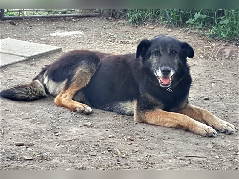 Senior Balu ( * 01.2012 ) sucht nochmal sein Glück