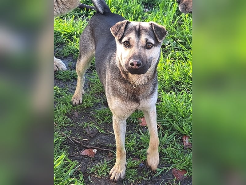 Ralf ( * 04.2022 ) sucht seine Menschen