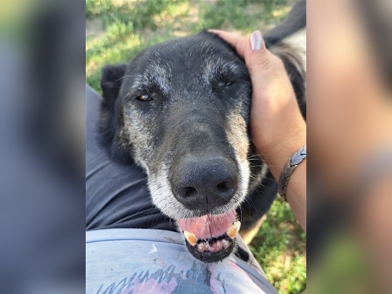 Senior Balu ( * 01.2012 ) sucht nochmal sein Glück