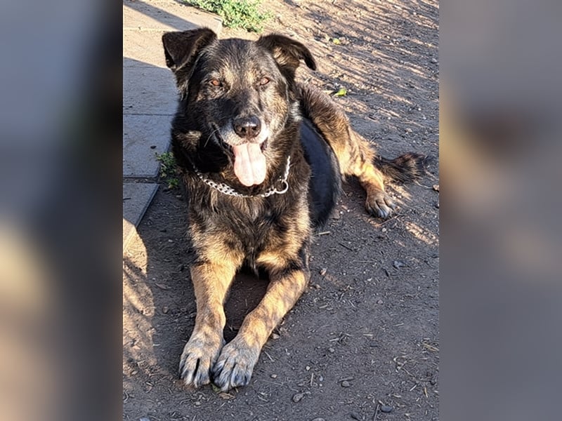 Senior Balu ( * 01.2012 ) sucht nochmal sein Glück