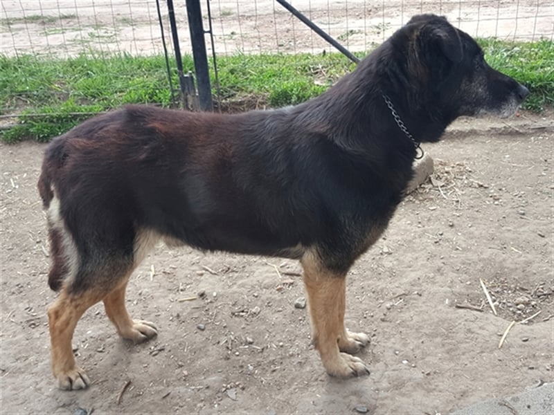 Senior Balu ( * 01.2012 ) sucht nochmal sein Glück