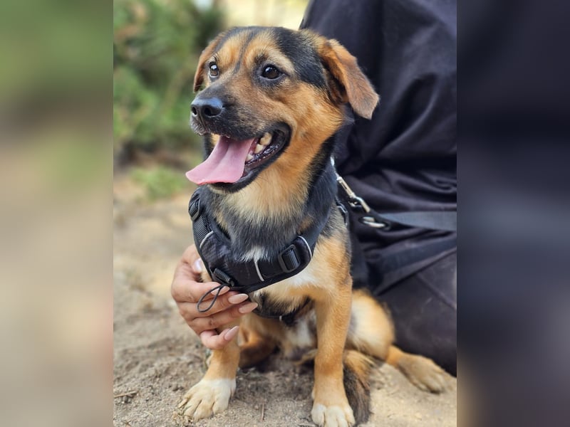 Fefe - auf kurzen Beinchen bald ins große Hundeglück?
