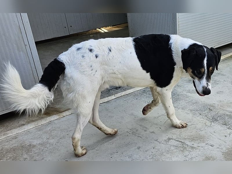 Shiro - Kuschelbär sucht seine Menschen