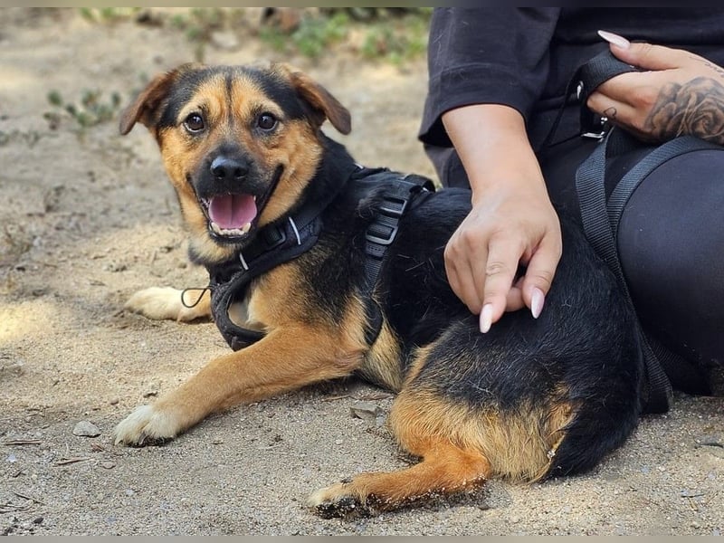 Fefe - auf kurzen Beinchen bald ins große Hundeglück?