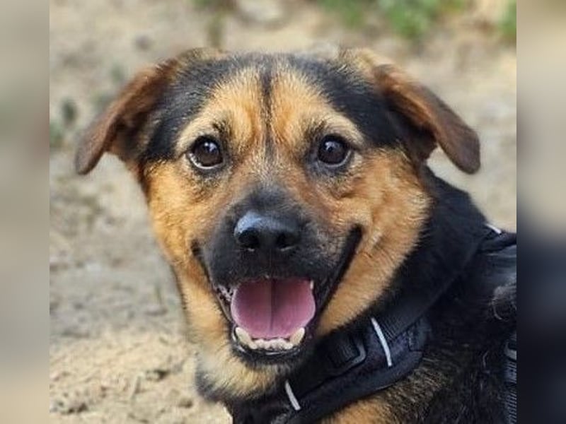 Fefe - auf kurzen Beinchen bald ins große Hundeglück?