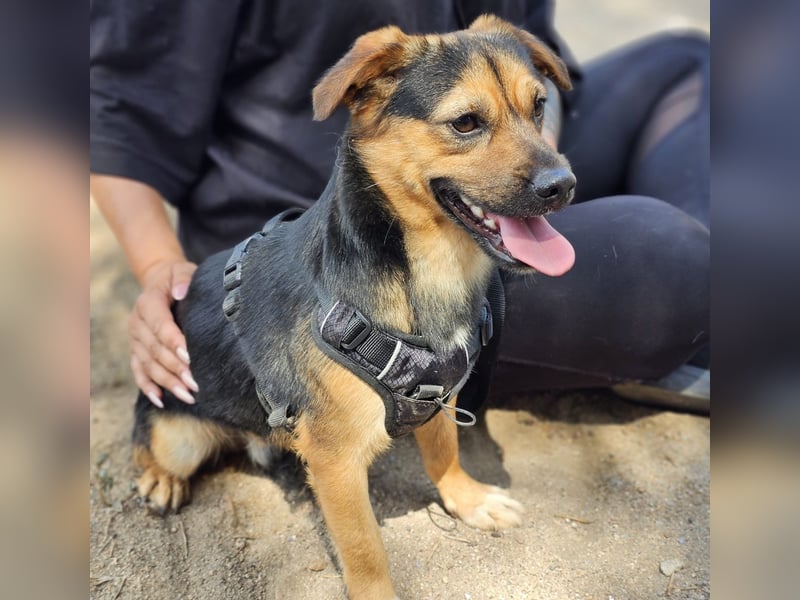 Fefe - auf kurzen Beinchen bald ins große Hundeglück?