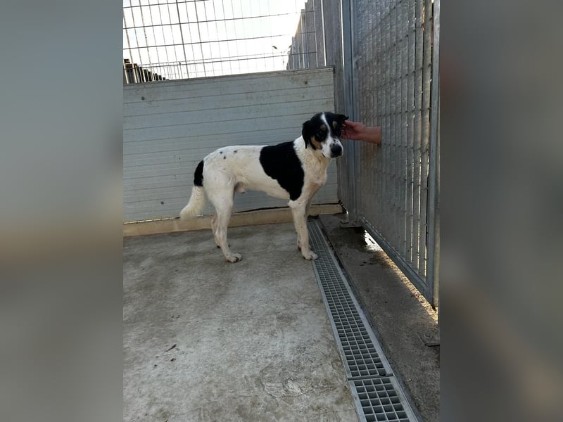 Shiro - Kuschelbär sucht seine Menschen