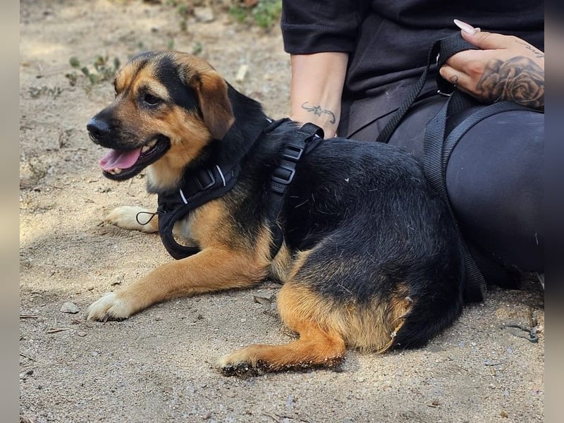 Fefe - auf kurzen Beinchen bald ins große Hundeglück?