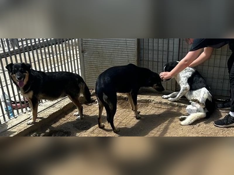 Bacio - suche Halt und Sicherheit