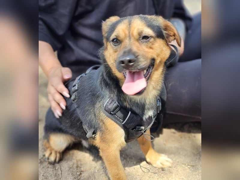 Fefe - auf kurzen Beinchen bald ins große Hundeglück?
