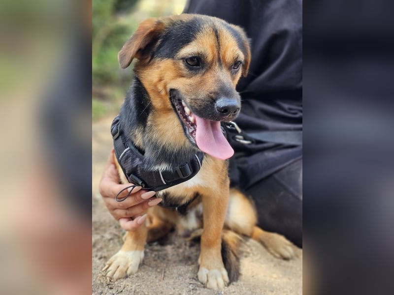 Fefe - auf kurzen Beinchen bald ins große Hundeglück?