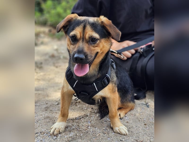 Fefe - auf kurzen Beinchen bald ins große Hundeglück?